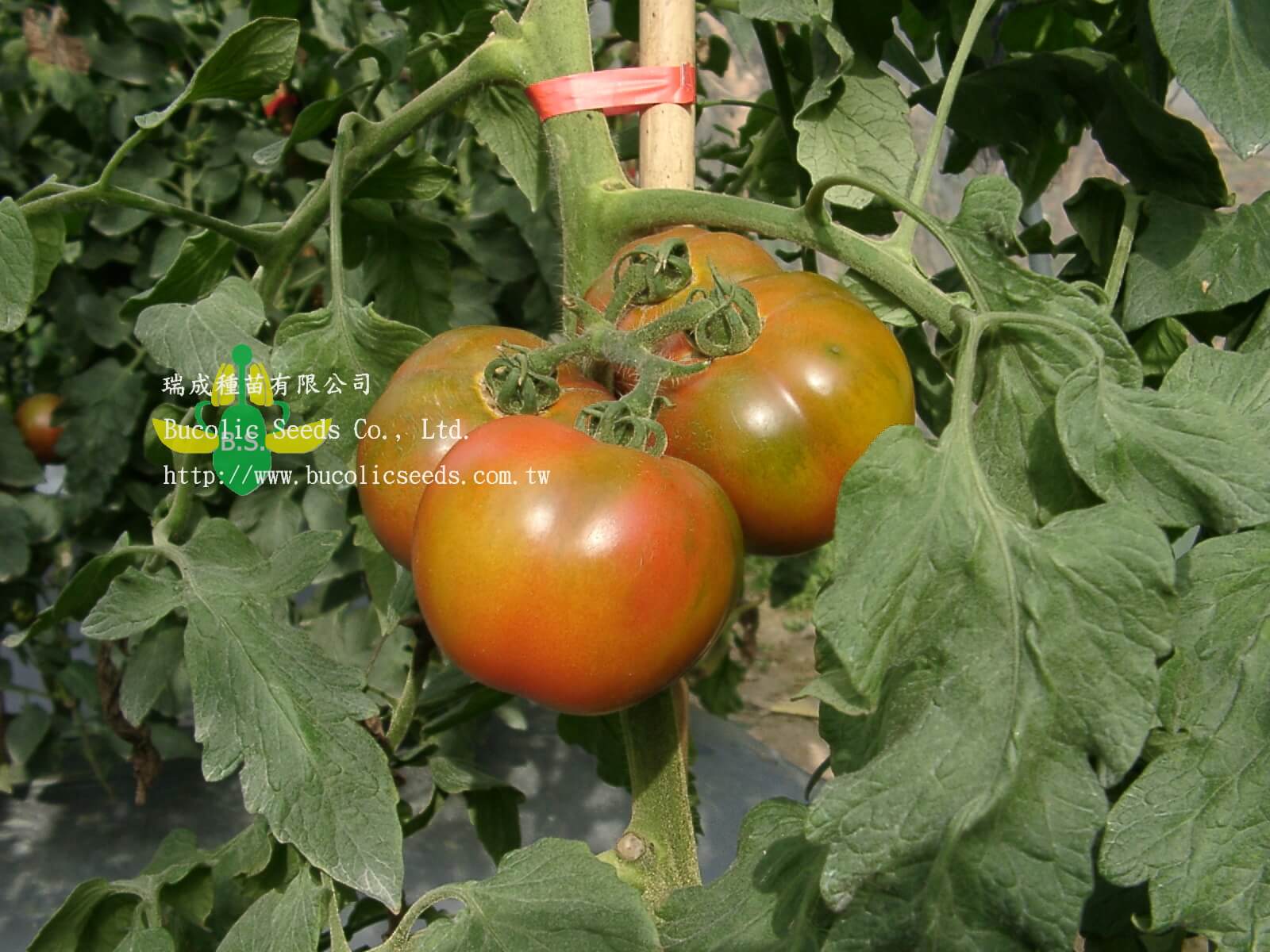 Green Shoulder Tomato 9904 - Green Shoulder Tomato 9904 (1)